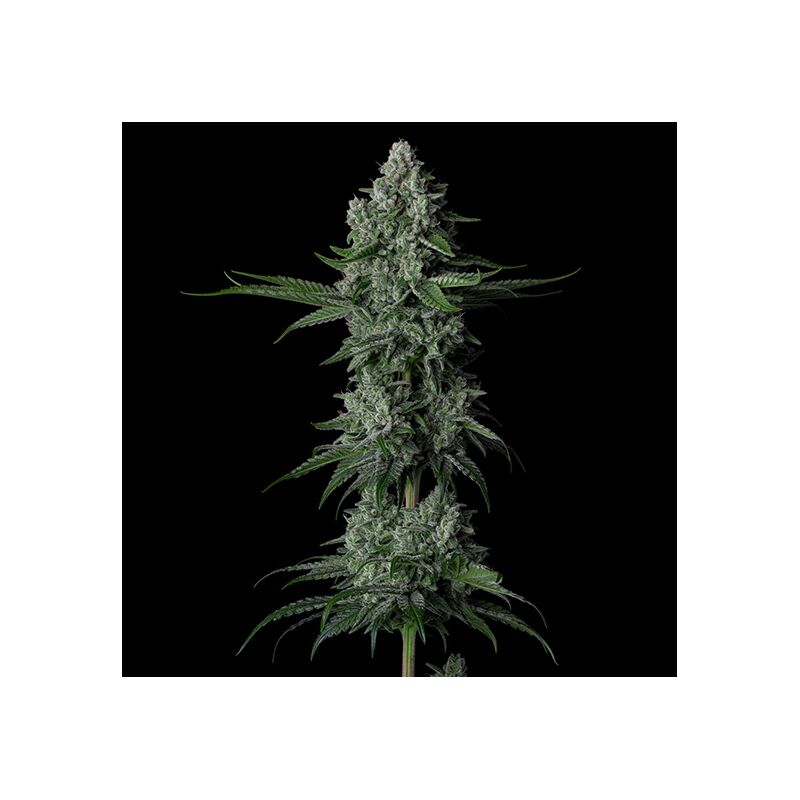 Grandpas Stash R2, Фасовка: 5